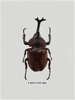 藏品(獨角仙)的圖片